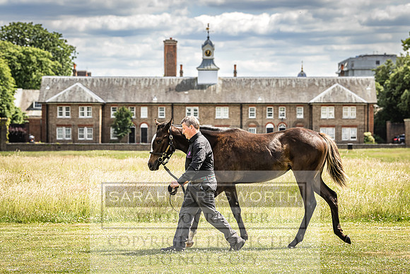 Goffs London Sale 2022-77