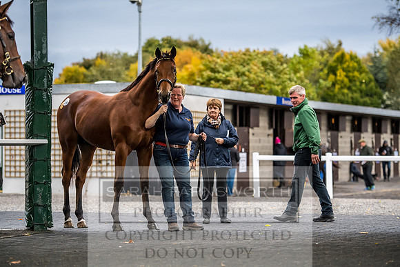 Goffs Orby 2017-637