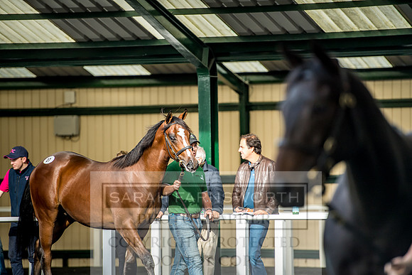 Goffs Orby 2017-133