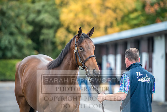 Goffs Orby 2017-62