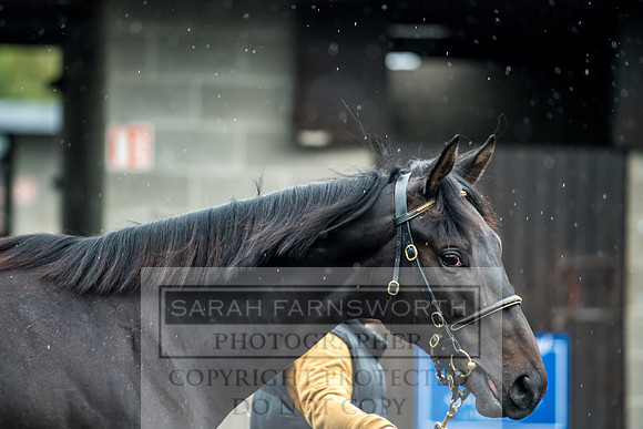 Goffs Orby 2017-594