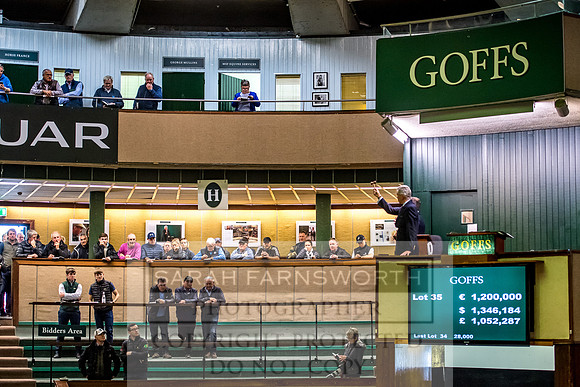 Goffs Orby 2017-202