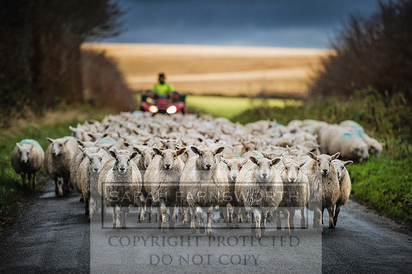 Exmoor Sheep