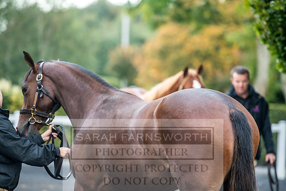 Goffs Orby 2017-39