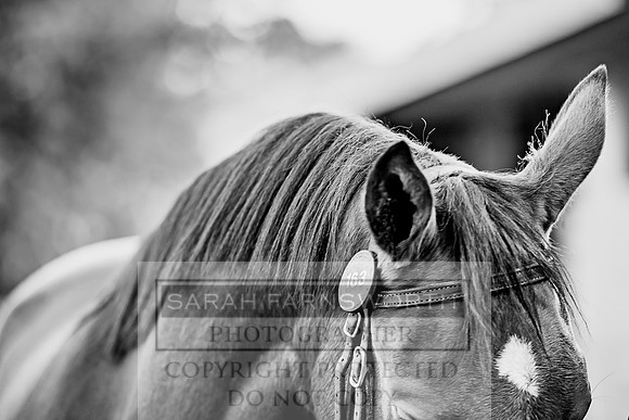 Goffs Orby 2017-101