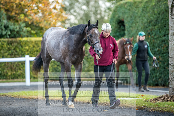 Goffs Orby 2017-97