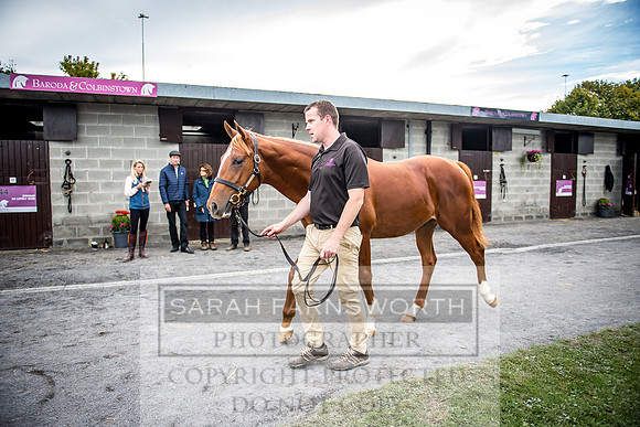 Goffs Orby 2017-206