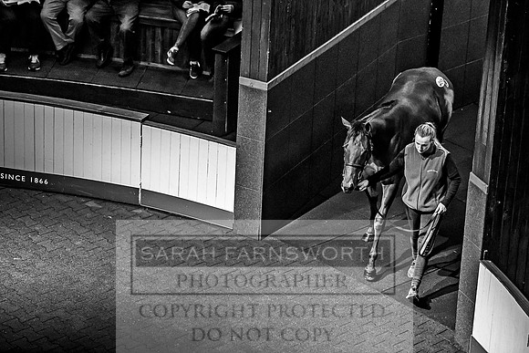 Goffs Orby 2017-613
