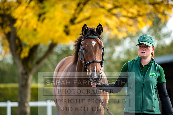 Goffs Orby 2017-182