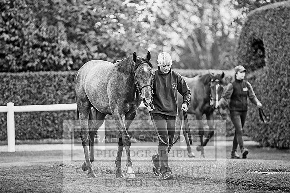 Goffs Orby 2017-95