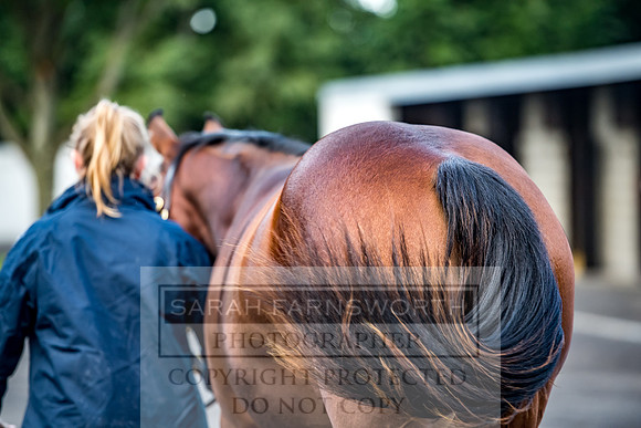 Goffs Orby 2017-93