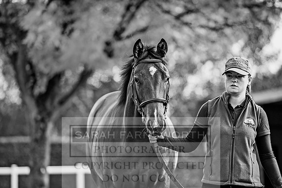Goffs Orby 2017-181