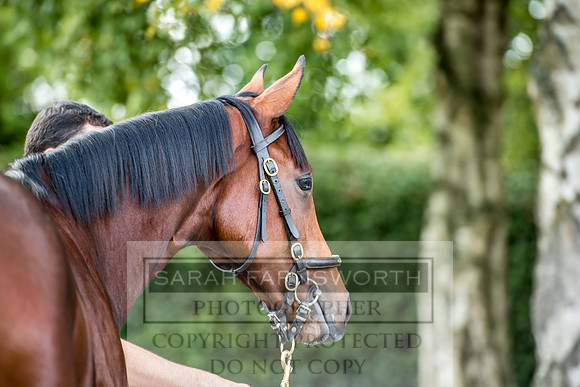 Goffs Orby 2017-288