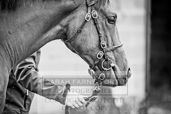 Goffs Orby 2017-46