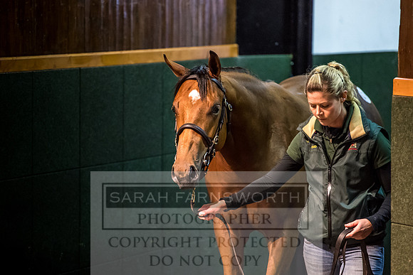 Goffs Orby 2017-699
