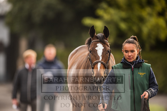 Goffs Orby 2022 Day 1-55