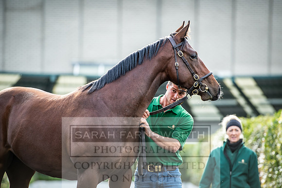 Goffs Orby 2017-152