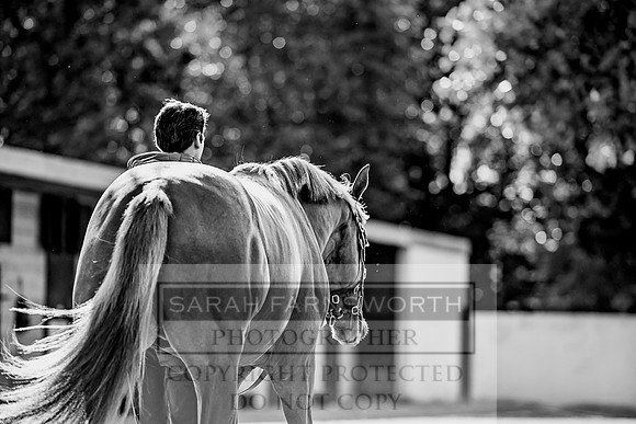 Goffs Orby 2017-266