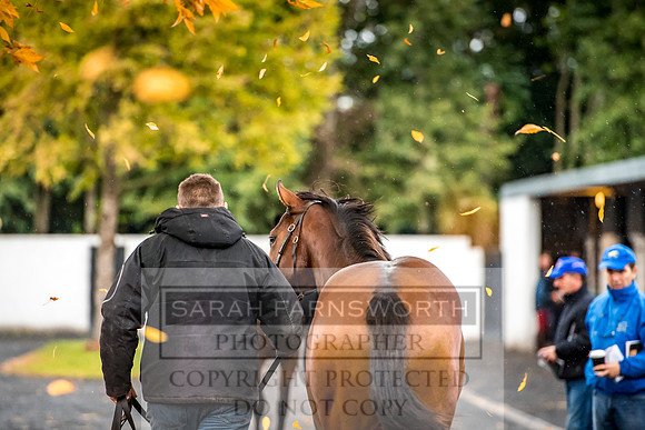 Goffs Orby 2017-570