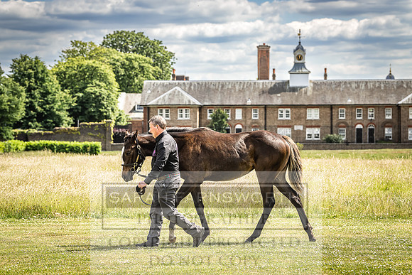 Goffs London Sale 2022-78