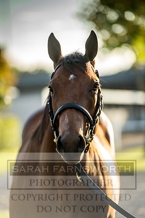 Goffs Orby 2017-418