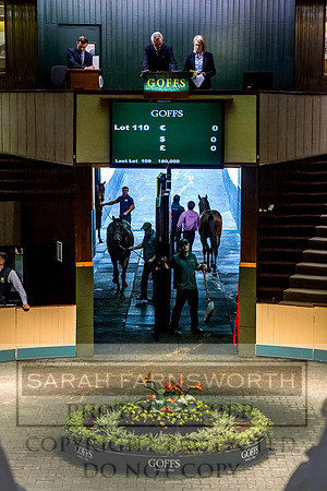Goffs Orby 2017-220