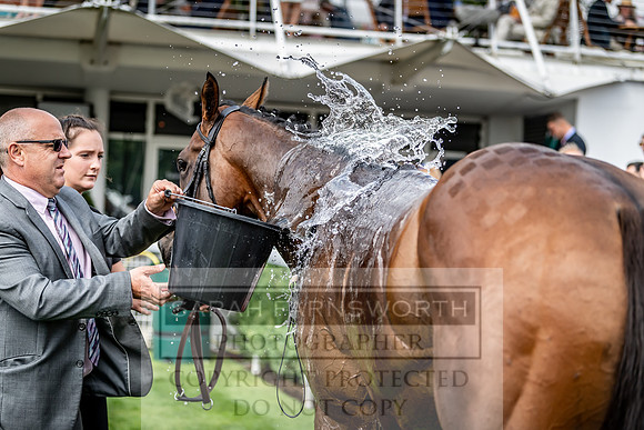 GUK Goodwood Sale 2019-114