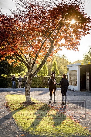 Goffs Orby 2017-440