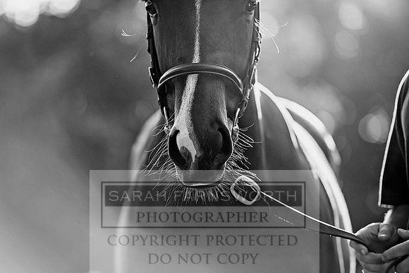 Goffs Orby 2017-359
