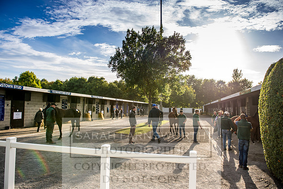 Goffs Orby 2017-334