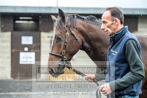 Goffs Orby 2017-590