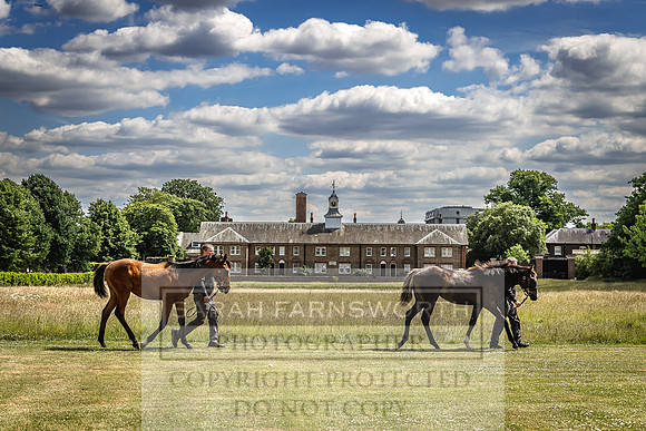 Goffs London Sale 2022-81