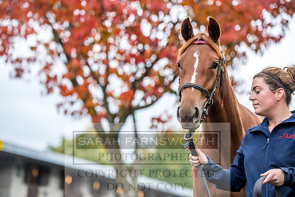 Goffs Orby 2017-544