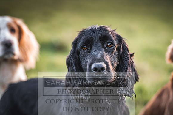 Avonmeadow Stud Dogs-143