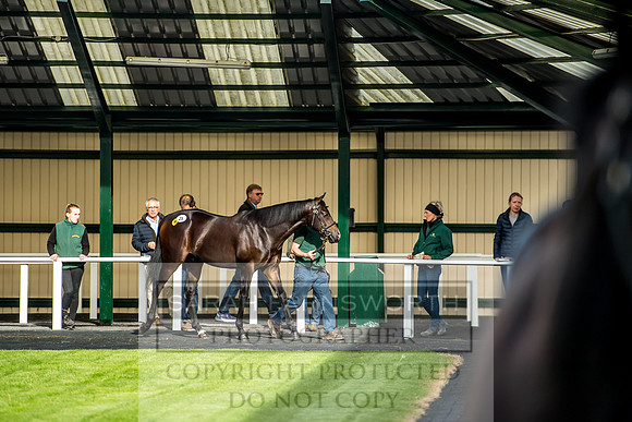 Goffs Orby 2017-130