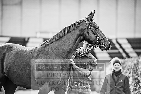 Goffs Orby 2017-151