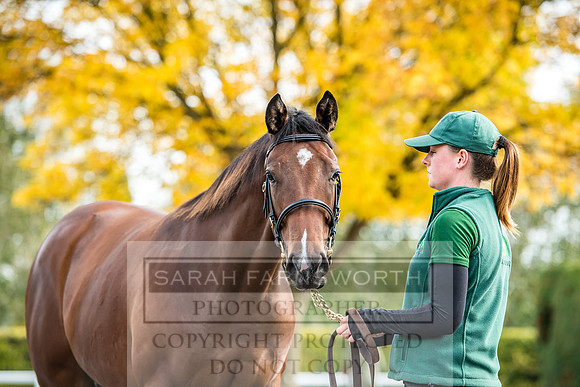 Goffs Orby 2017-185