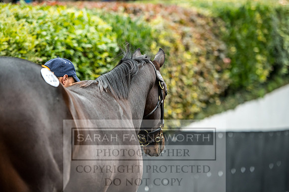 Goffs Orby 2017-676
