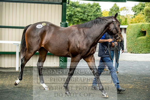 Goffs Orby 2017-674