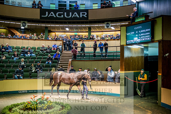 Goffs Orby 2017-681
