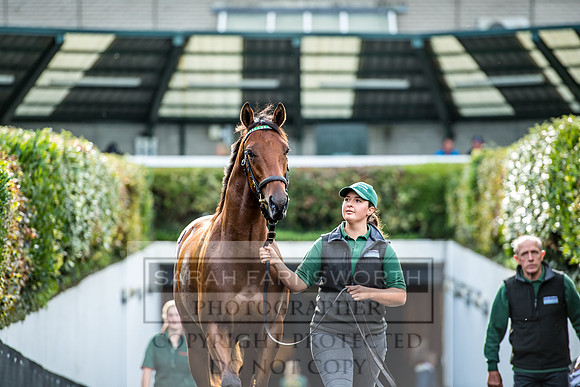 Goffs Orby 2017-159