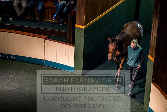 Goffs Orby 2017-614