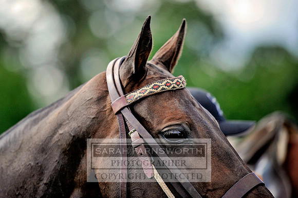 Cirencester Polo CF3 1346