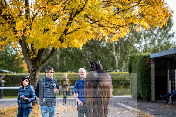 Goffs Orby 2017-175