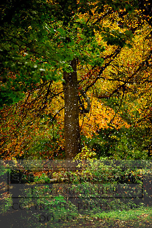 Autumn Snow 019