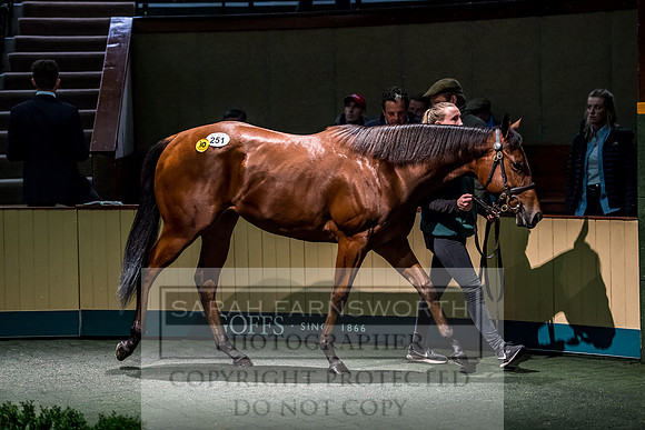 Goffs Orby 2017-618