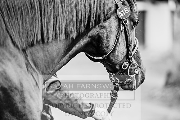 Goffs Orby 2017-86
