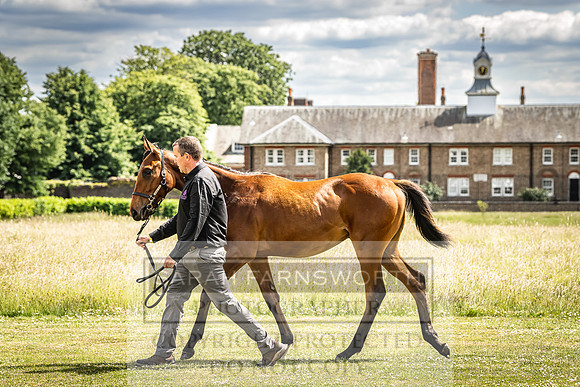 Goffs London Sale 2022-75