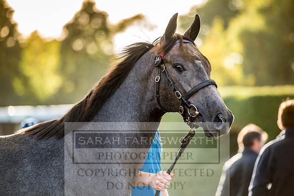 Goffs Orby 2017-381