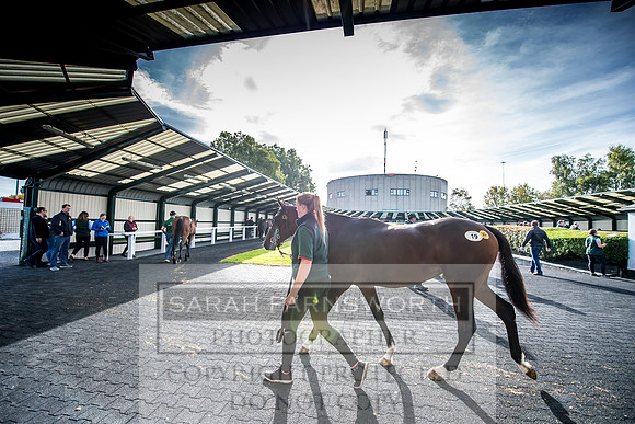 Goffs Orby 2017-142